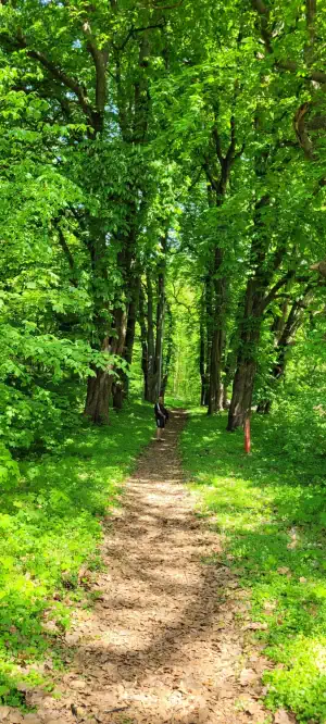 Schattiger Waldweg auf Kaninchenwerder